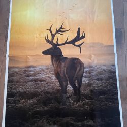 Call of the Wild – Sunset (Elk)